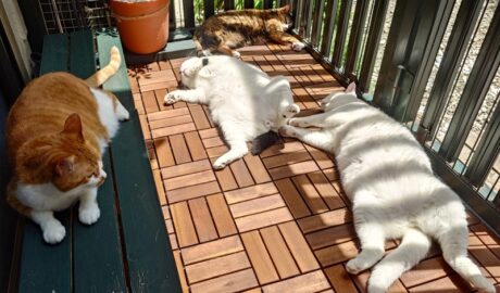 coco & fumi & Lin & Ryu