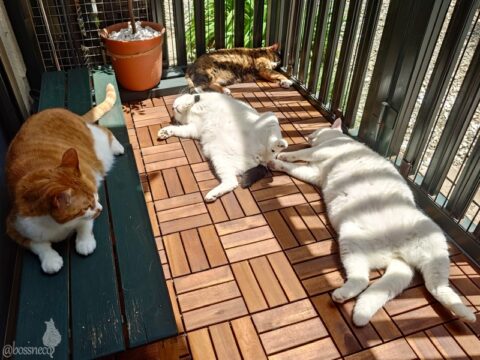 coco & fumi & Lin & Ryu