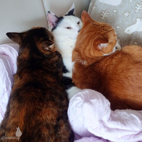 coco & fumi & Lin