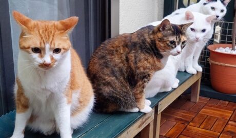 coco & fumi & Lin & Ryu