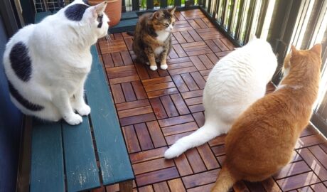 coco & fumi & Lin & Ryu