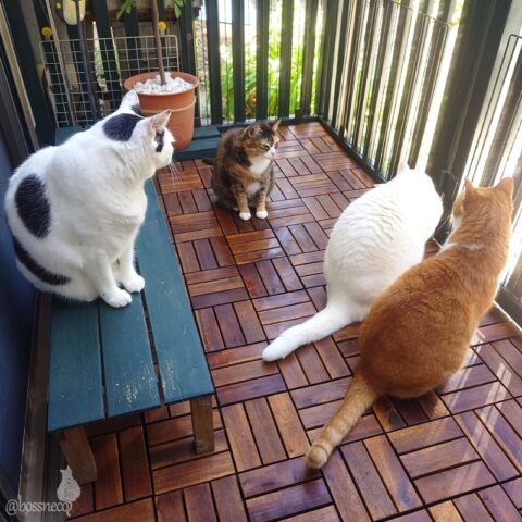 coco & fumi & Lin & Ryu