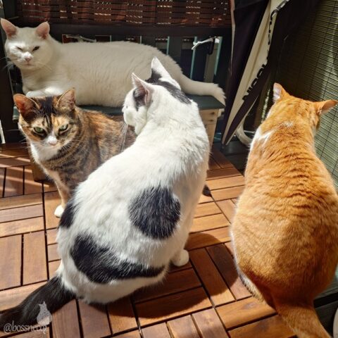 coco & fumi & Lin & Ryu