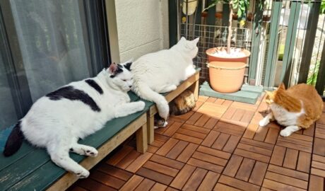 coco & fumi & Lin & Ryu