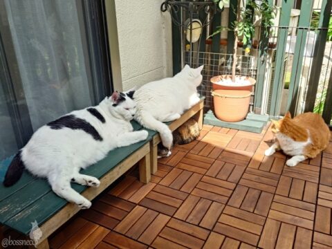 coco & fumi & Lin & Ryu