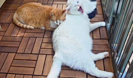 coco & fumi & Lin & Ryu