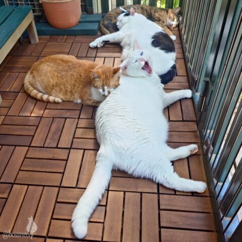 coco & fumi & Lin & Ryu