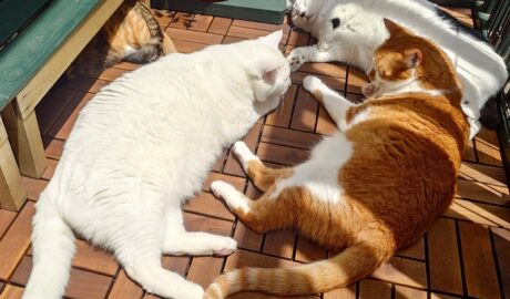 coco & fumi & Lin & Ryu