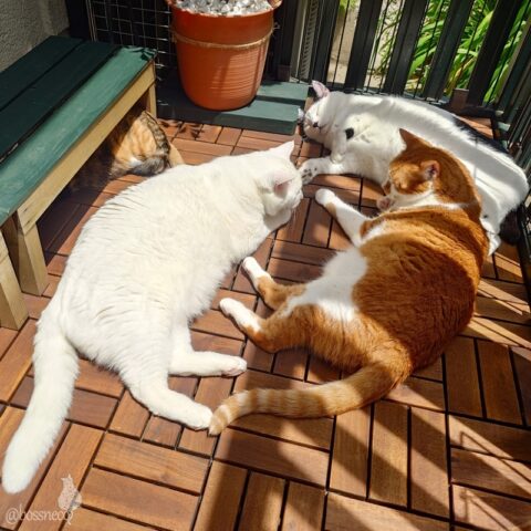 coco & fumi & Lin & Ryu