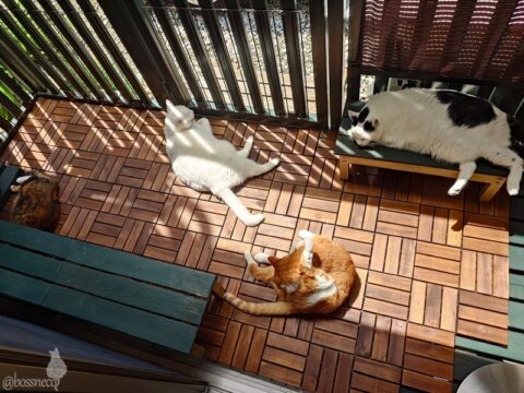 coco & fumi & Lin & Ryu