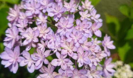 紫陽花