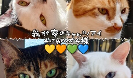 coco & fumi & Lin & Ryu