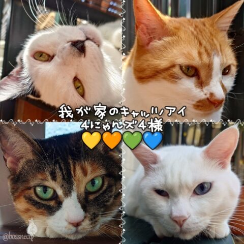 coco & fumi & Lin & Ryu