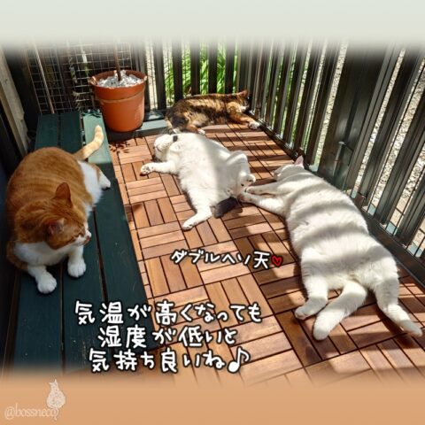 coco & fumi & Lin & Ryu