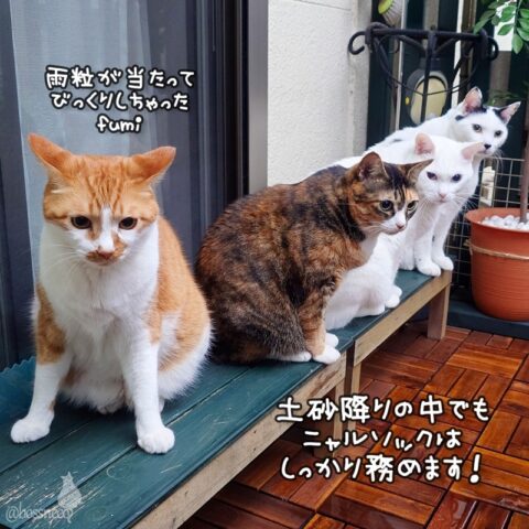 coco & fumi & Lin & Ryu