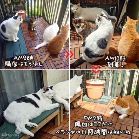 coco & fumi & Lin & Ryu