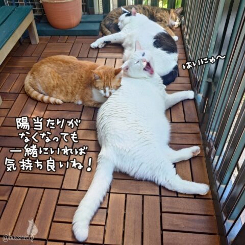 coco & fumi & Lin & Ryu