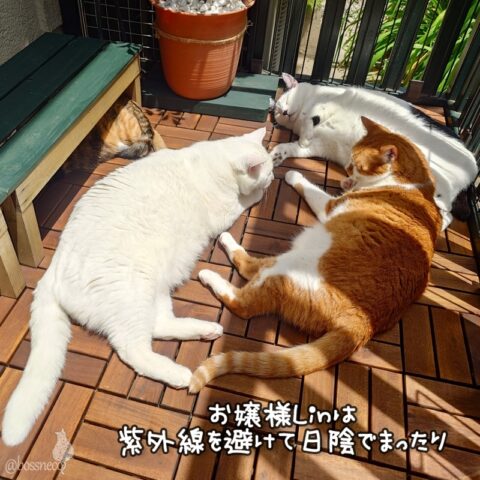 coco & fumi & Lin & Ryu