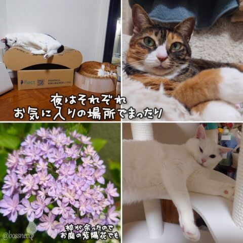 coco & fumi & Lin & Ryu