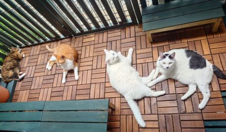 coco & fumi & Lin & Ryu