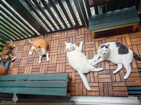 coco & fumi & Lin & Ryu