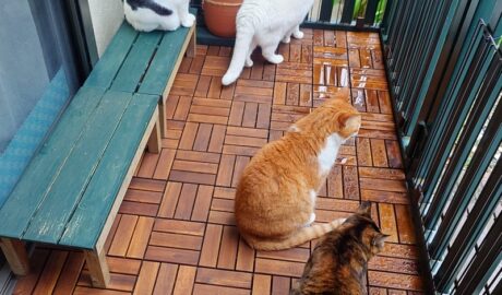 coco & fumi & Lin & Ryu