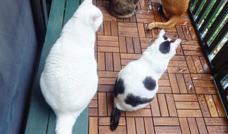 coco & fumi & Lin & Ryu