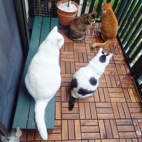 coco & fumi & Lin & Ryu