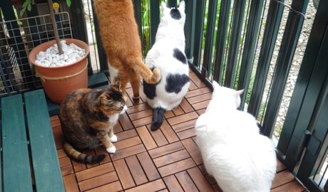 coco & fumi & Lin & Ryu