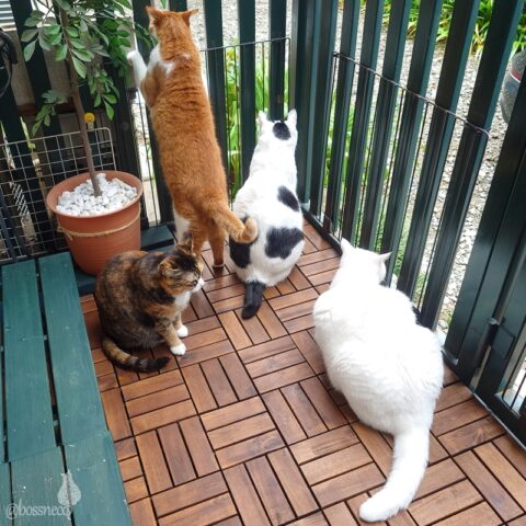 coco & fumi & Lin & Ryu