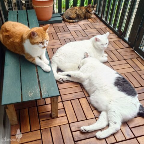 coco & fumi & Lin & Ryu