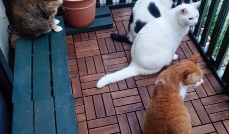 coco & fumi & Lin & Ryu