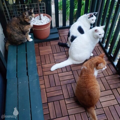 coco & fumi & Lin & Ryu