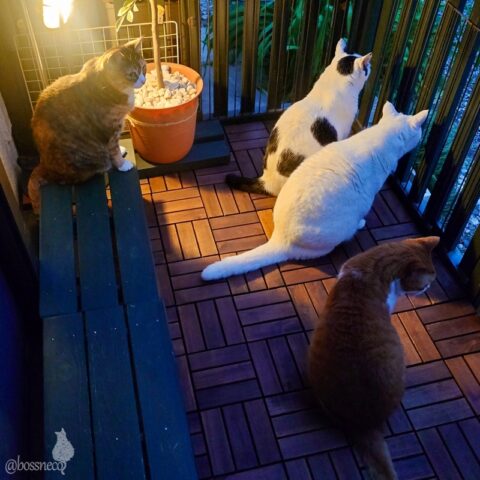 coco & fumi & Lin & Ryu