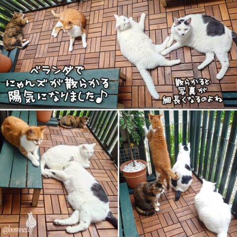 coco & fumi & Lin & Ryu