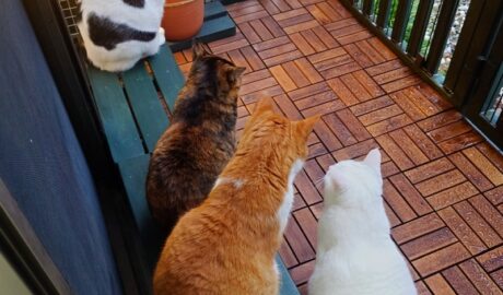 coco & fumi & Lin & Ryu