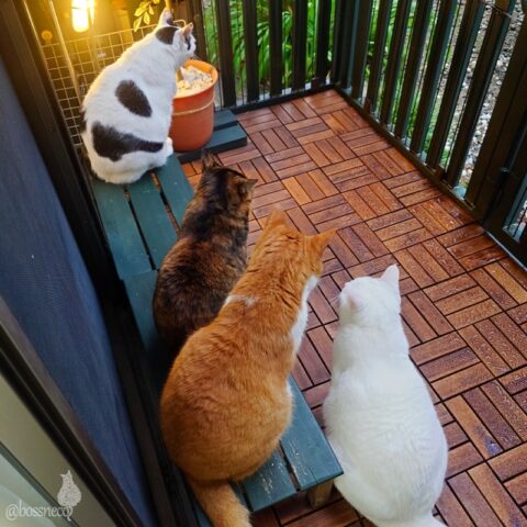 coco & fumi & Lin & Ryu