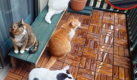 coco & fumi & Lin & Ryu