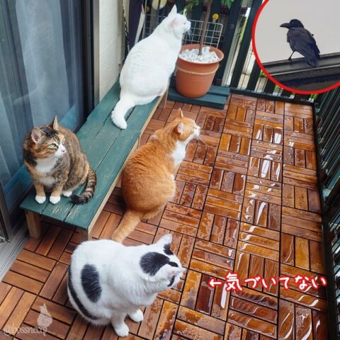 coco & fumi & Lin & Ryu