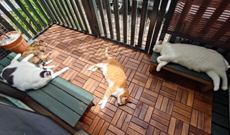 coco & fumi & Lin & Ryu