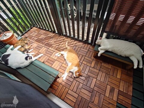 coco & fumi & Lin & Ryu