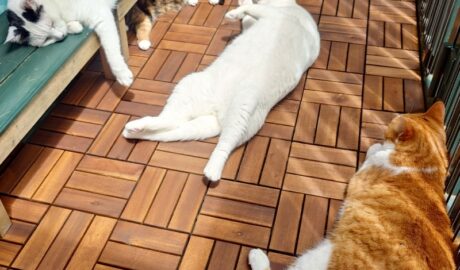 coco & fumi & Lin & Ryu