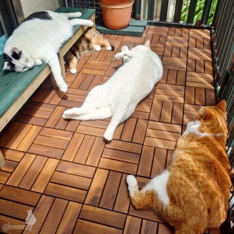 coco & fumi & Lin & Ryu