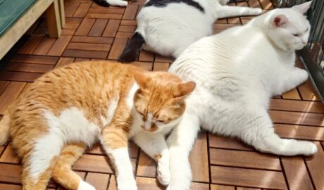 coco & fumi & Lin & Ryu