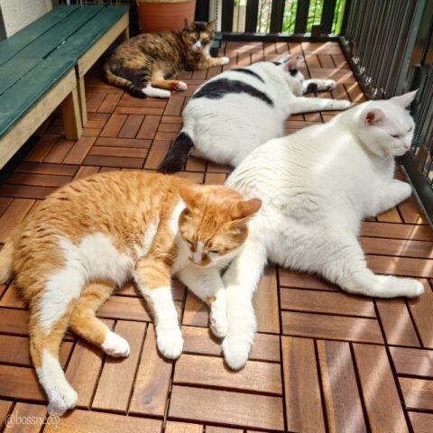 coco & fumi & Lin & Ryu