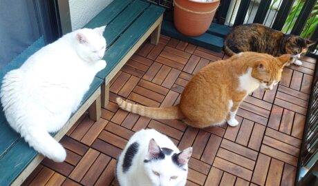 coco & fumi & Lin & Ryu