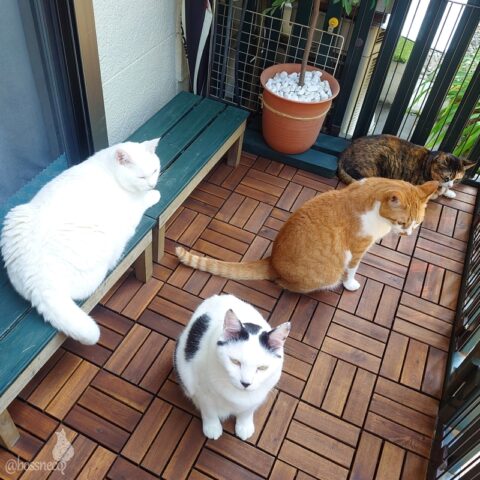 coco & fumi & Lin & Ryu