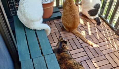 coco & fumi & Lin & Ryu