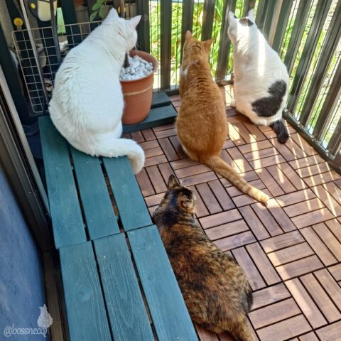 coco & fumi & Lin & Ryu