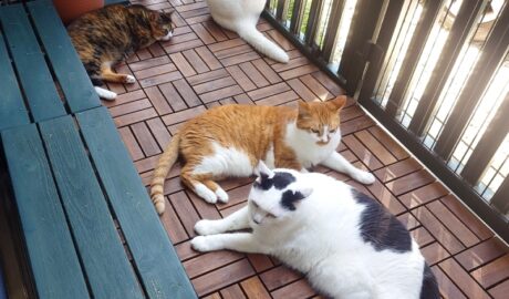 coco & fumi & Lin & Ryu